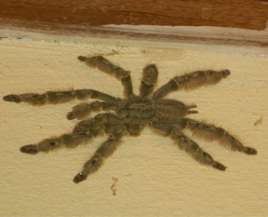 wc feather leg baboon tarantula should we keep it tarantula forum wc feather leg baboon tarantula should we keep it tarantula forum